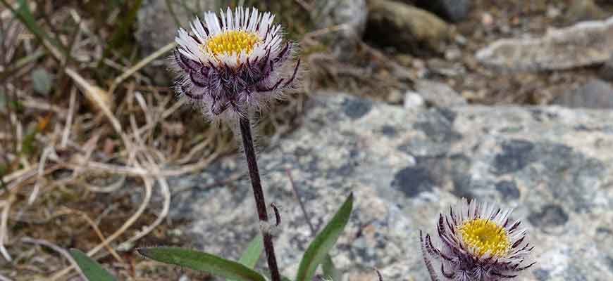 Мелколепестник пушистоголовый (Erigeron eriocephalus J. Vahl)