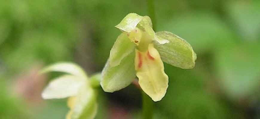 Седлоцветник сахалинский (Ephippianthus schmidtii Rchb. f.)