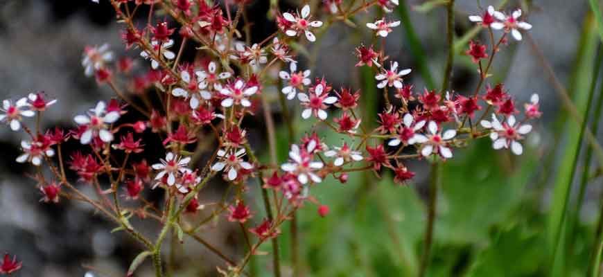 Камнеломка даурская (Micranthes davurica (Willd.) Small)