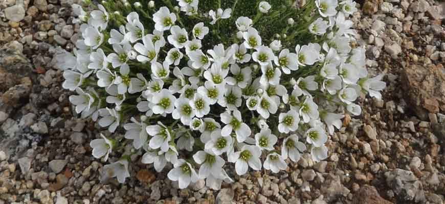 Минуартия крупноплодная (Minuartia macrocarpa (Pursh) Ostenf.)