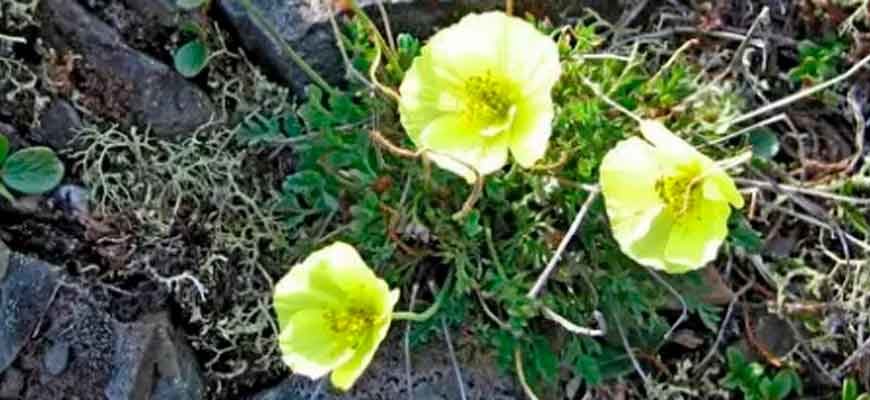 Мак снежный (Papaver nivale Tolm.)