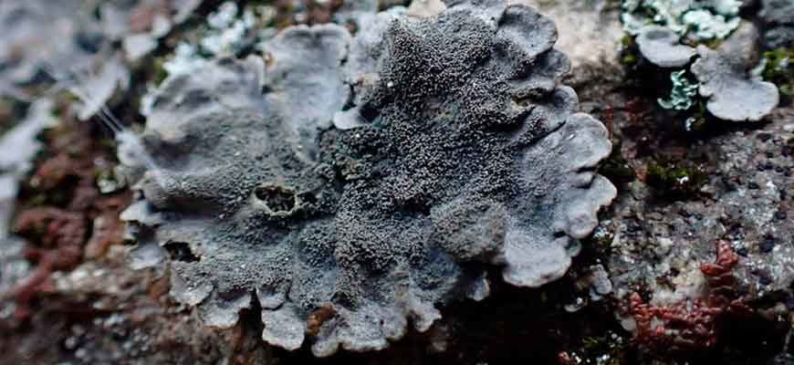 Коккокарпия Пальмовая (Coccocarpia palmicola (Spreng.) L. Arv. et D. Galloway