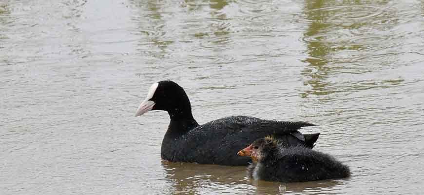 Лысуха (Fulica atra (Linnaeus, 1758))