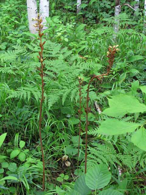 Пузатка высокая (Gastrodia elata Blume)