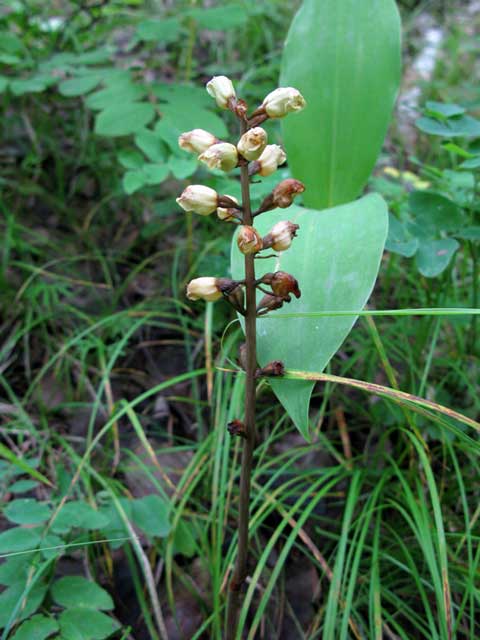 Пузатка высокая (Gastrodia elata Blume)