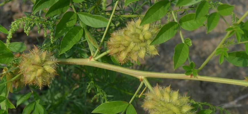 Солодка бледноцветковая (Glycyrrhiza pallidiflora Maxim.)