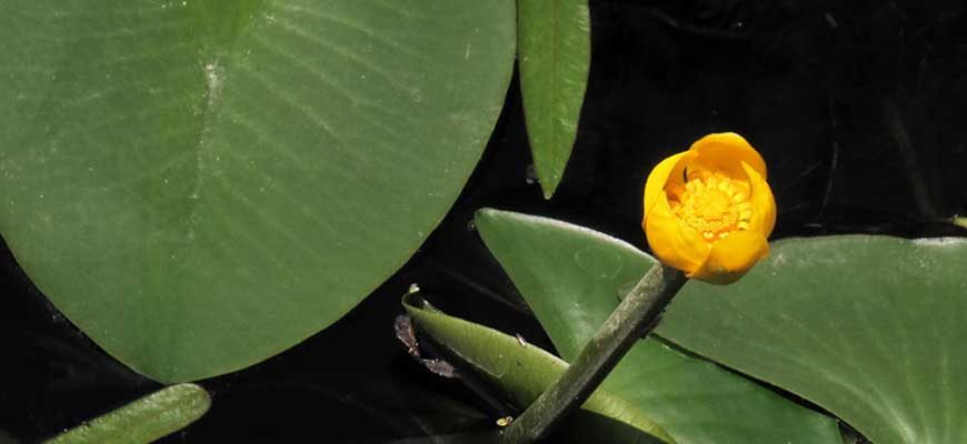 Кубышка малая (Nuphar pumila (Timm) DC.)
