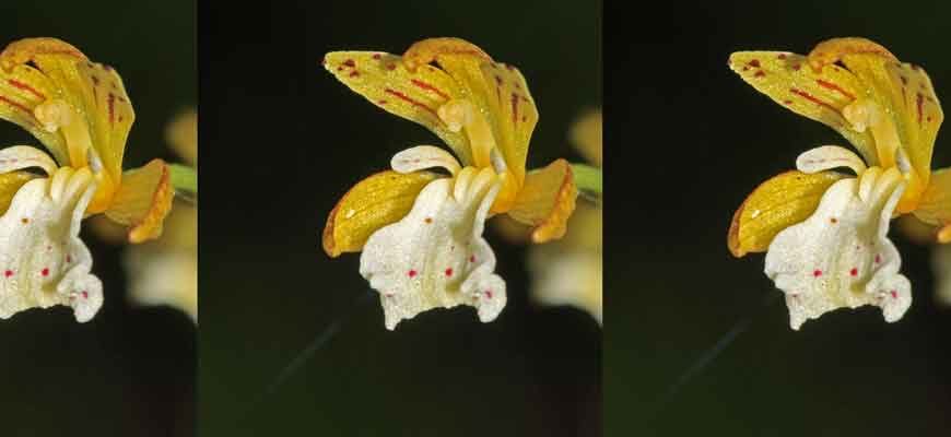 Горноятрышник раскидистый (Oreorchis patens (Lindl.) Lindl.)