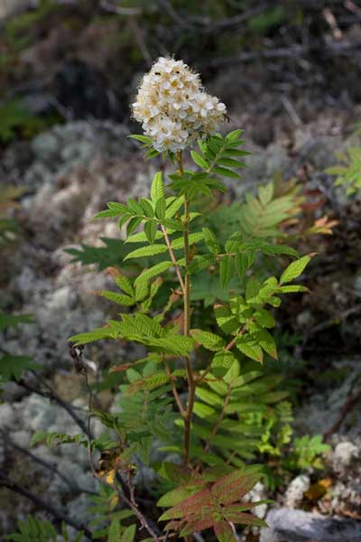 Рябинник сумахолистный (Sorbaria rhoifolia Kom.)