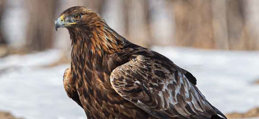Беркут (Aquila chrysaetos (Linnaeus, 1758))