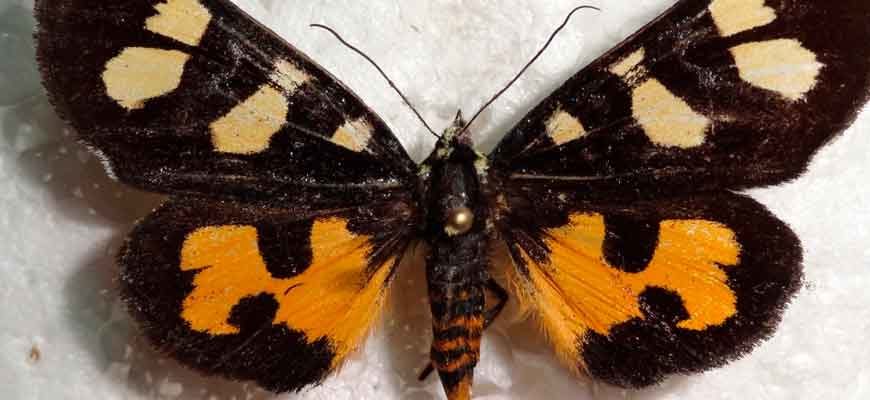 Мимевземия схожая (Mimeusemia persimilis (Butler, 1875))