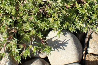 Дивала однолетняя (Scleranthus annuus)