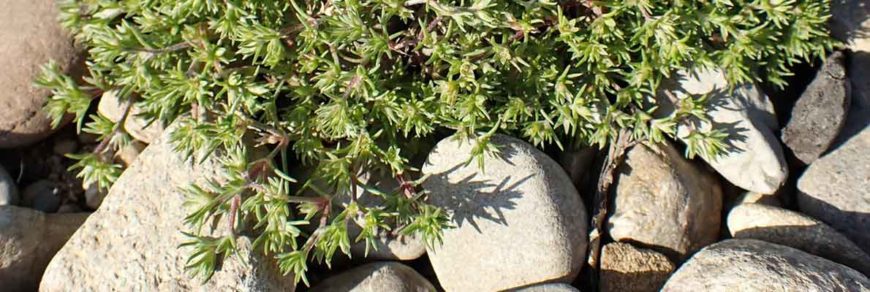 Дивала однолетняя (Scleranthus annuus)