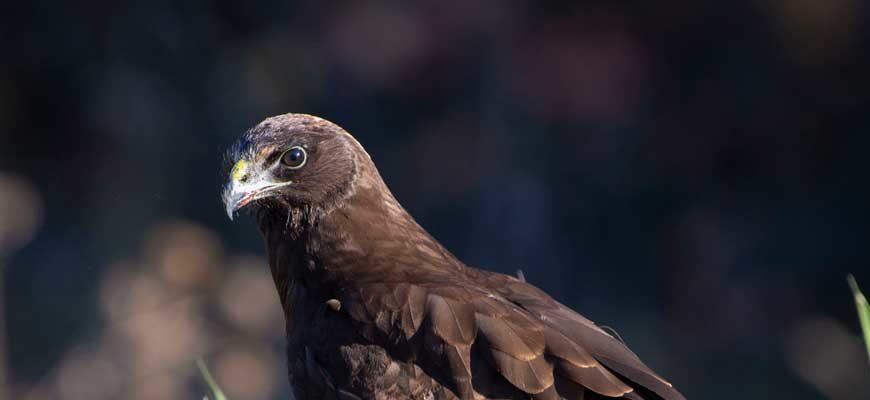 Болотный лунь (Circus aeruginosus)