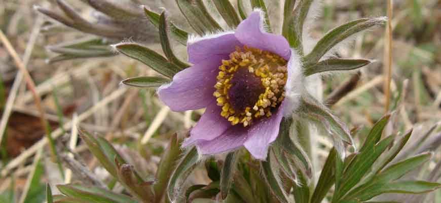 Прострел даурский (Pulsatilla dahurica)