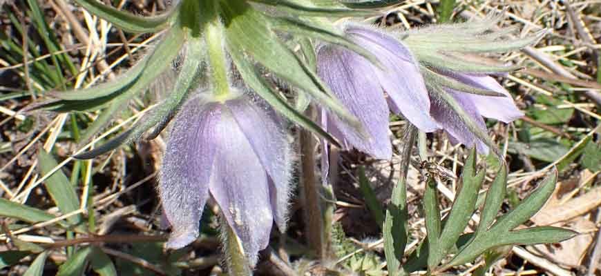 Прострел (Pulsatilla)