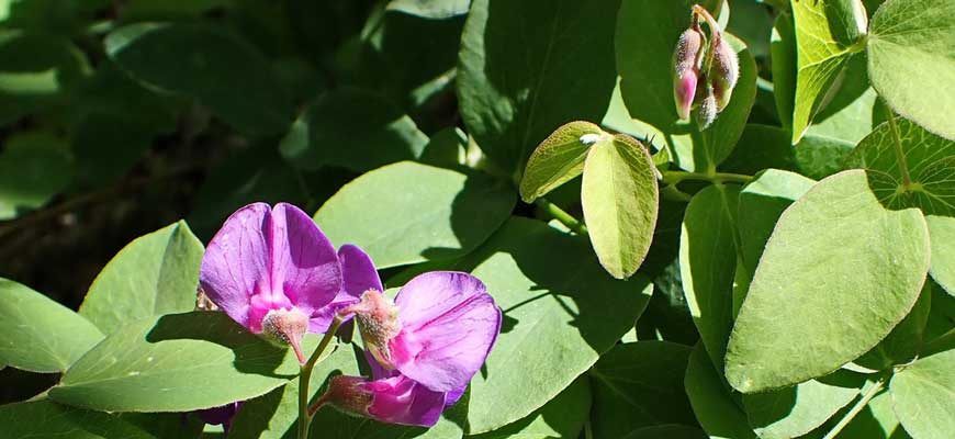 Чина приземистая (Lathyrus humilis (Ser.) Spreng)