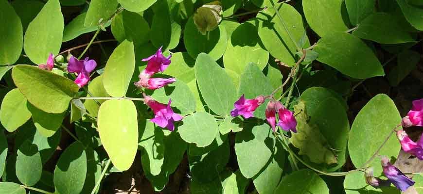 Род Чина (Lathyrus L.)