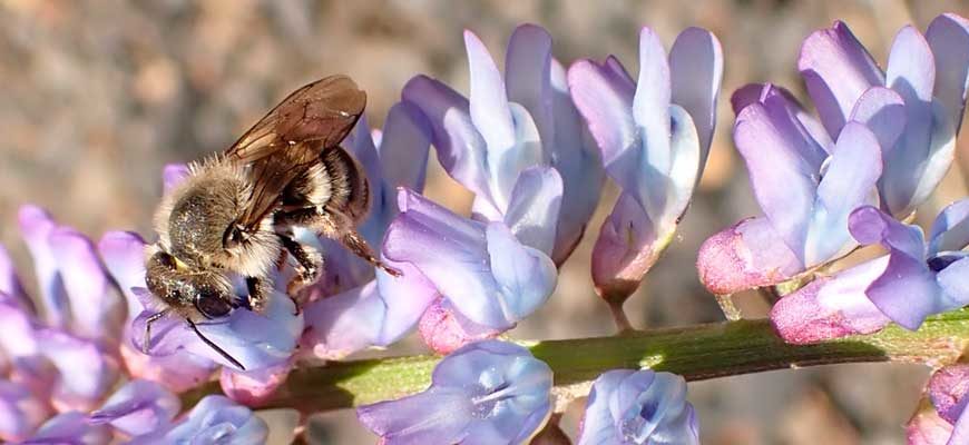 Горошек мышиный (Vicia cracca L.)