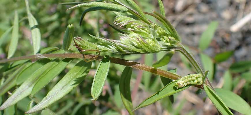 Род Горошек (Vicia)