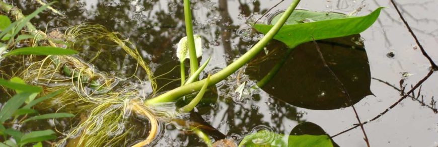 Белокрыльник болотный (Calla palustris L.)