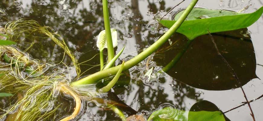 Белокрыльник болотный (Calla palustris L.)