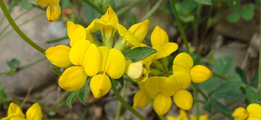Лядвенец рогатый (Lotus corniculatus L.)
