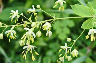 Василисник малый (Thalictrum minus L.)