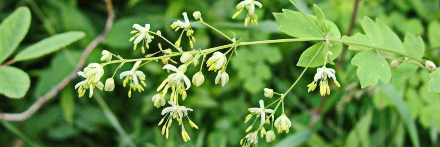 Василисник малый (Thalictrum minus L.)