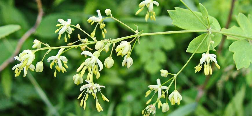 Василисник малый (Thalictrum minus L.)