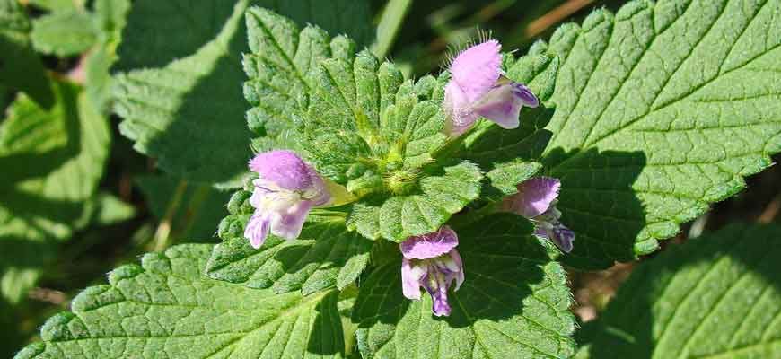 Пикульник двунадрезанный (Galeopsis bifida Boenn.)