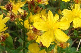 Зверобой оттянутый (Hypericum attenuatum Choisy)