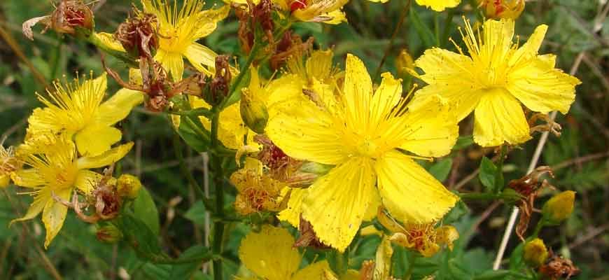 Зверобой оттянутый (Hypericum attenuatum Choisy)