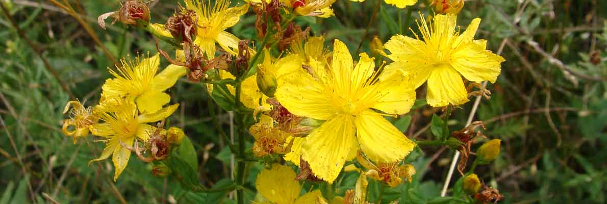 Зверобой оттянутый (Hypericum attenuatum Choisy)