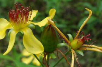 Зверобой Геблера (Hypericum gebleri Ledeb.)