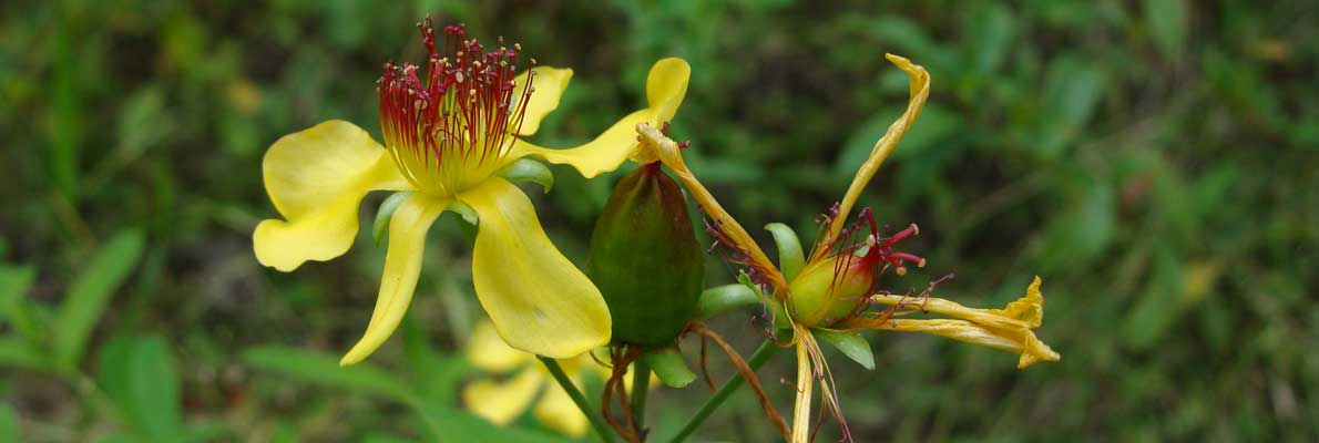 Зверобой Геблера (Hypericum gebleri Ledeb.)