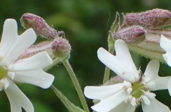 Смолёвка приятная (Silene amoena L.)