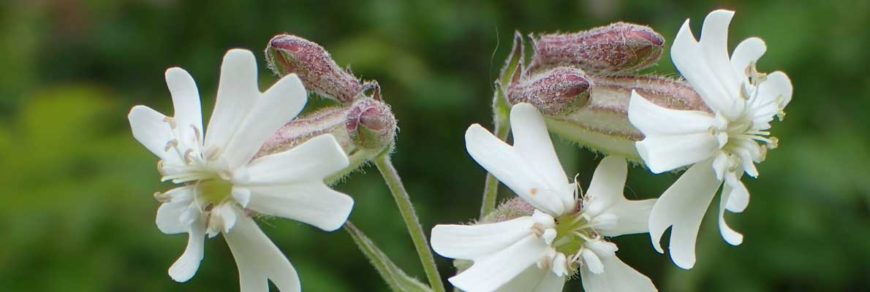 Смолёвка приятная (Silene amoena L.)