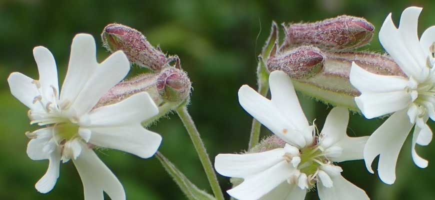 Смолёвка приятная (Silene amoena L.)