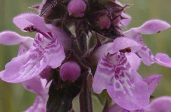 Чистец шершавый (Stachys aspera Michx.)