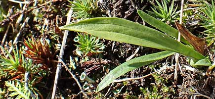 Скрученник южный (Spiranthes australis (R. Br.) Lindl.)