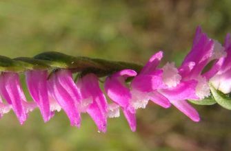 Скрученник южный (Spiranthes australis (R. Br.) Lindl.)