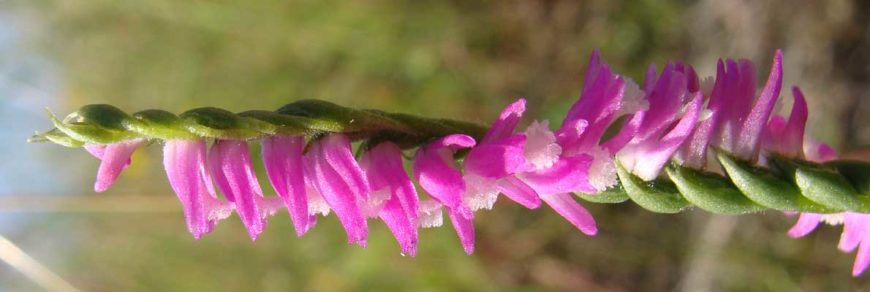 Скрученник южный (Spiranthes australis (R. Br.) Lindl.)