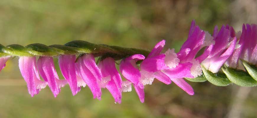 Скрученник южный (Spiranthes australis (R. Br.) Lindl.)