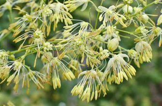 Василисник амурский (Thalictrum amurense Maxim.)