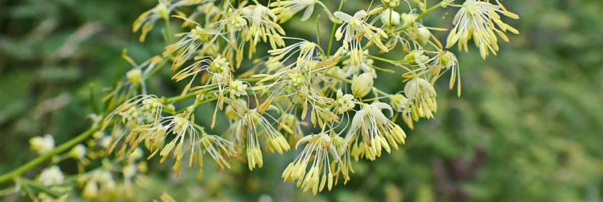 Василисник амурский (Thalictrum amurense Maxim.)