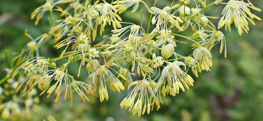 Василисник амурский (Thalictrum amurense Maxim.)