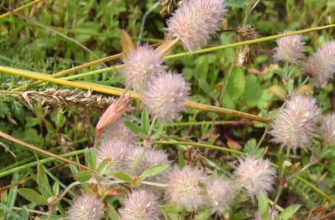 Клевер пашенный (Trifolium arvense L.)