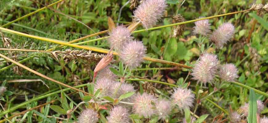 Клевер пашенный (Trifolium arvense L.)