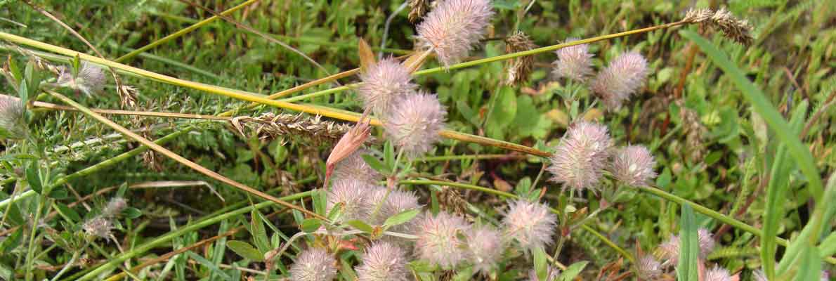 Клевер пашенный (Trifolium arvense L.)